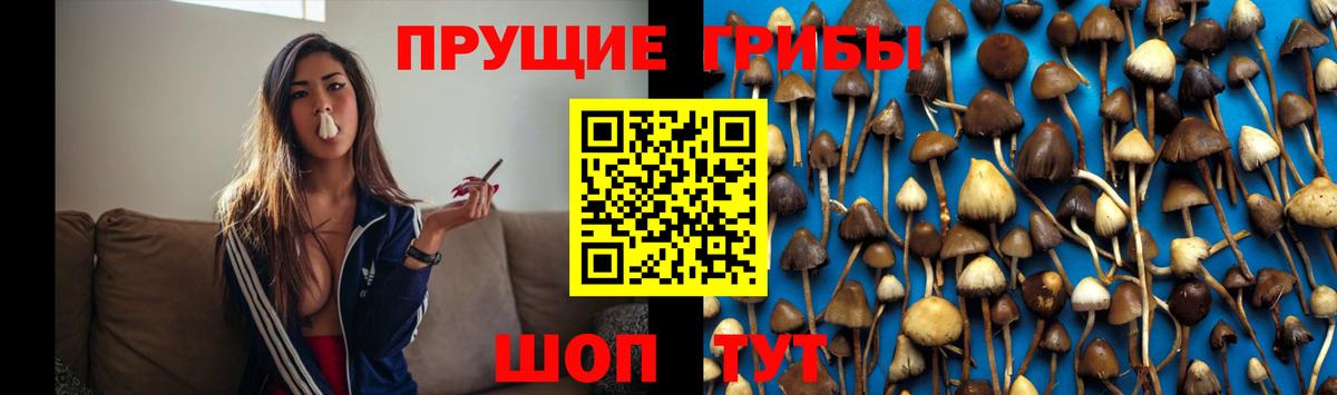 Псилоцибиновые грибы прущие грибы Шумерля